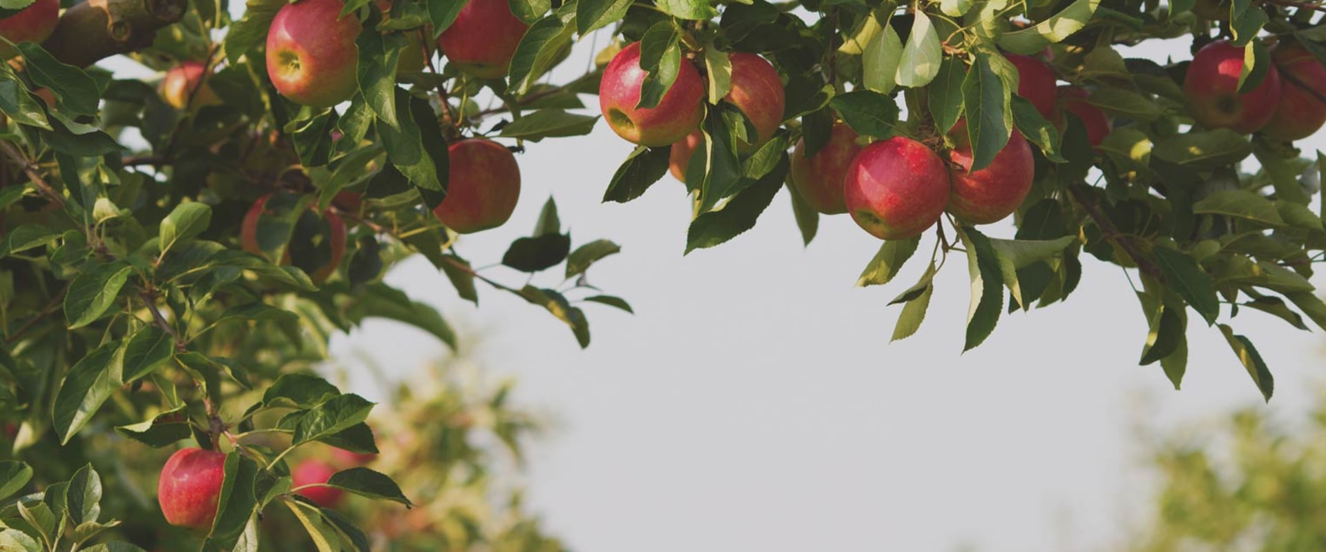 Exploring the Fruits of the Spirit at Cibolo Valley Baptist Church