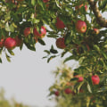 Exploring the Fruits of the Spirit at Cibolo Valley Baptist Church