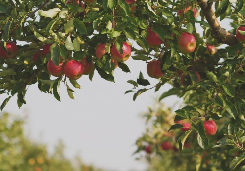 Exploring the Fruits of the Spirit at Cibolo Valley Baptist Church